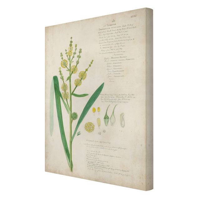 Canvas schilderijen Vintage Botany Drawing Grasses IV