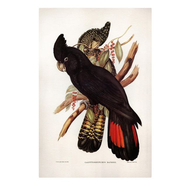 Canvas schilderijen Vintage Illustration Black Cockatoo Black Gold