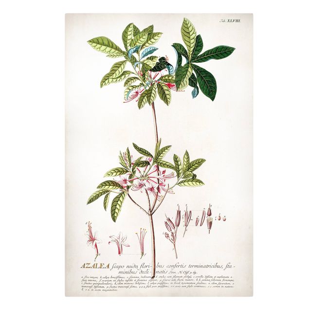 Canvas schilderijen Vintage Botanical Illustration Azalea