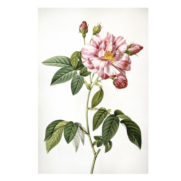 Canvas schilderijen Pierre Joseph Redoute - Pink Gallica Rose