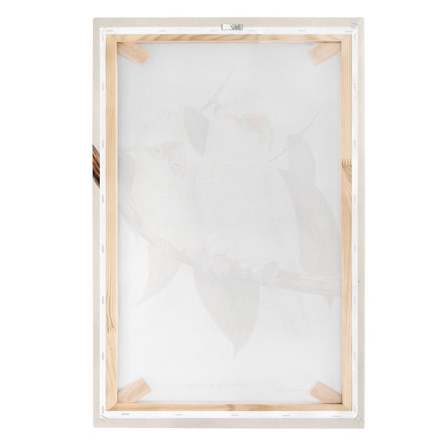 Canvas schilderijen Vintage Illustration White Cockatoo