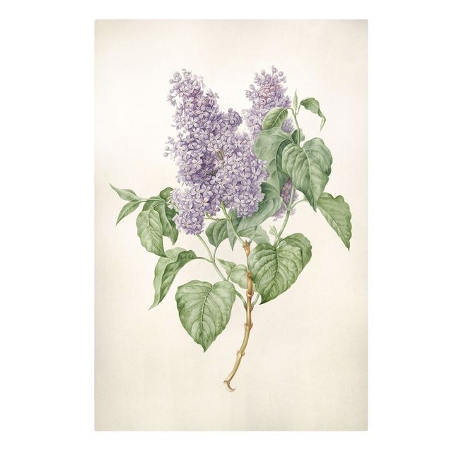 Canvas schilderijen Maria Geertruyd Barber-Snabilie - Lilac