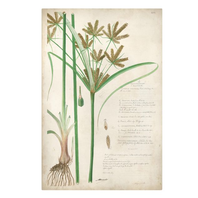 Canvas schilderijen Vintage Botany Drawing Grasses I