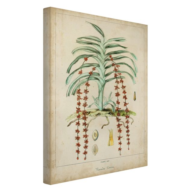 Canvas schilderijen Vintage Board Exotic Palms IV
