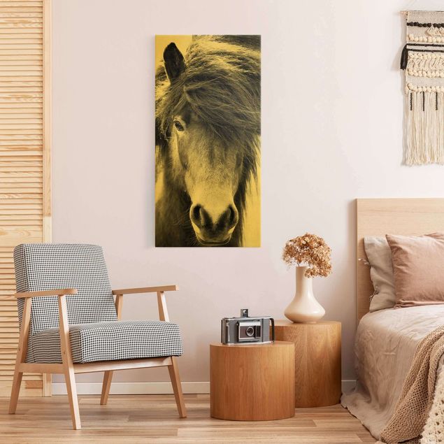 Canvas schilderijen - Goud Icelandic Horse In Black And White