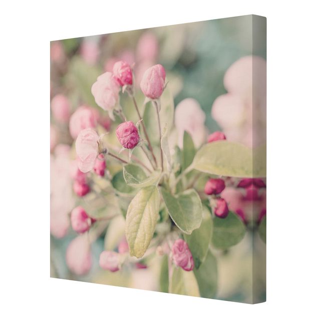 Canvas schilderijen Apple Blossom Bokeh Light Pink