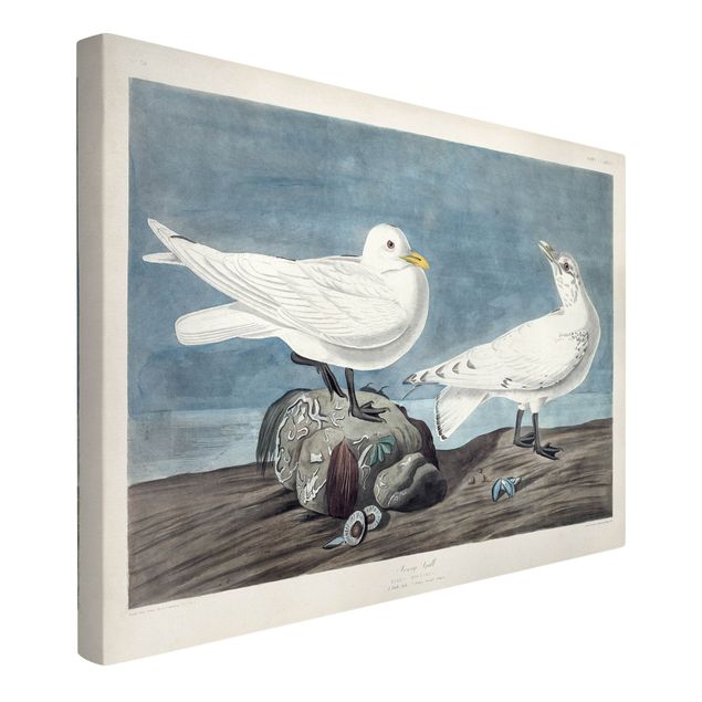 Canvas schilderijen Vintage Board Ivory Gull