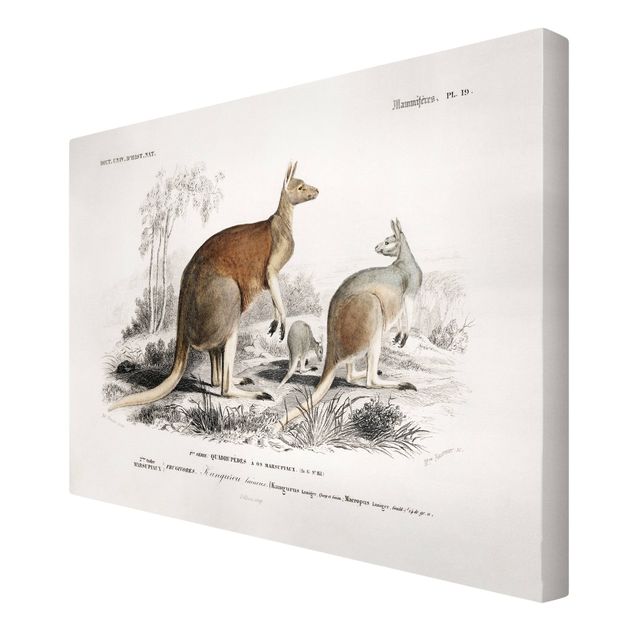 Canvas schilderijen Vintage Board Kangaroo