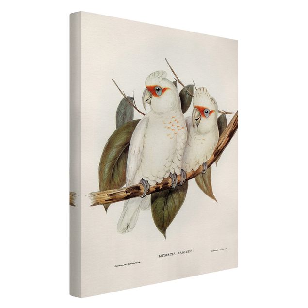 Canvas schilderijen Vintage Illustration White Cockatoo