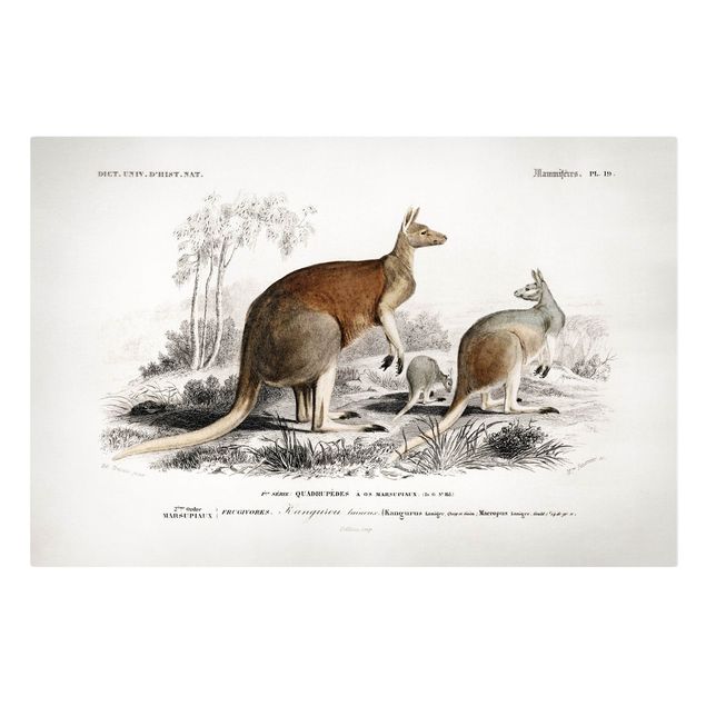 Canvas schilderijen Vintage Board Kangaroo