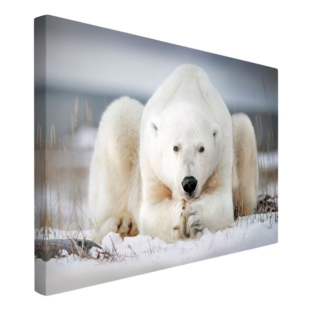 Canvas schilderijen Contemplative Polar Bear