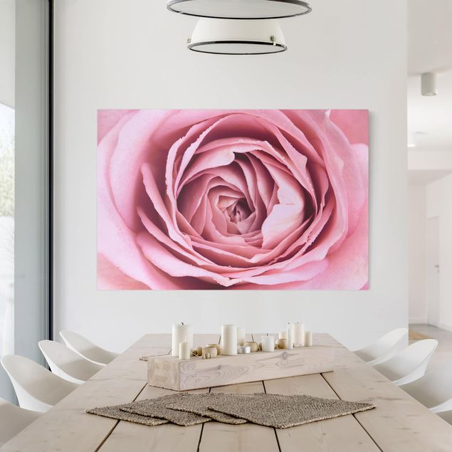 Canvas schilderijen Pink Rose Blossom