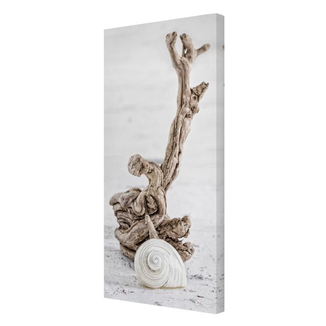 Canvas schilderijen White Snail Shell And Root Wood