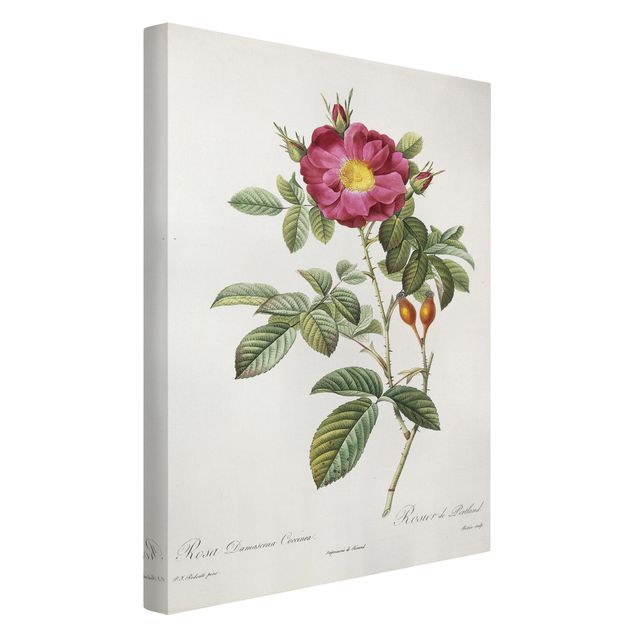Canvas schilderijen Pierre Joseph Redoute - Portland Rose