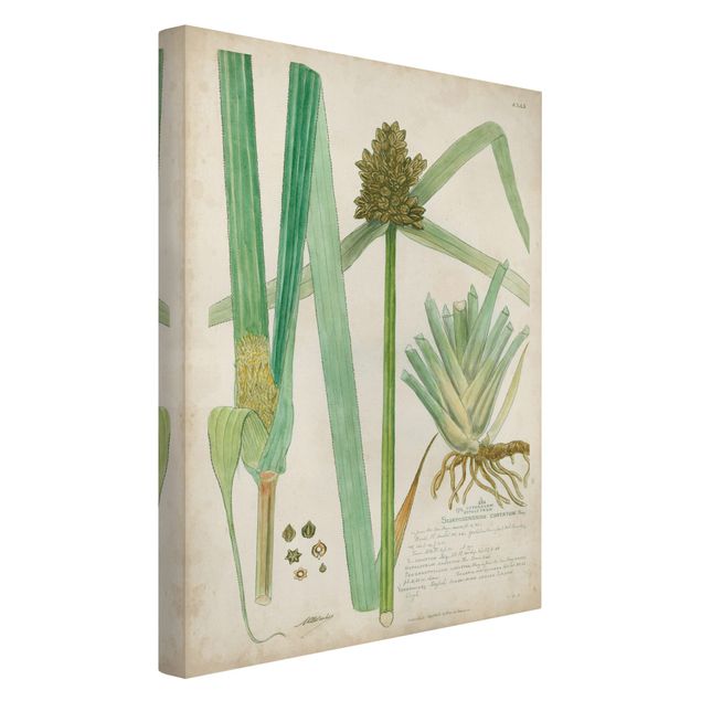 Canvas schilderijen Vintage Botany Drawing Grasses III