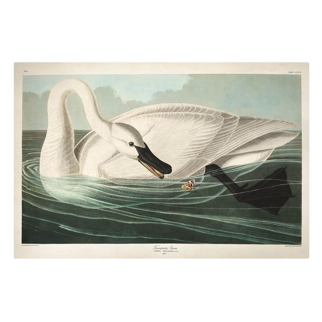 Canvas schilderijen Vintage Board Trumpeter Swan