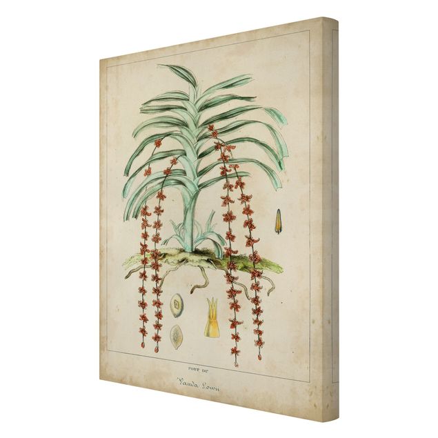 Canvas schilderijen Vintage Board Exotic Palms IV