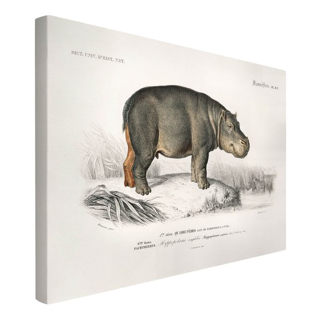 Canvas schilderijen Vintage Board Hippo