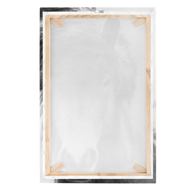 Canvas schilderijen Icelandic Horse In Black And White