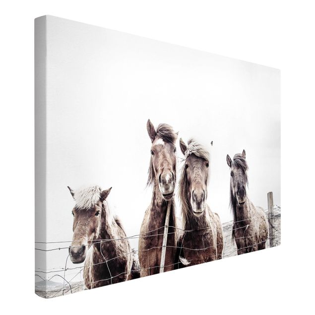 Canvas schilderijen Icelandic Horse