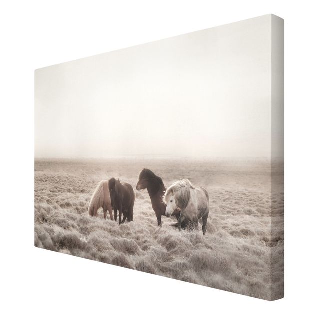Canvas schilderijen Wild Icelandic Horse