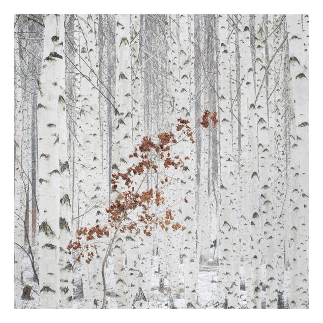 Canvas schilderijen Birch Trees In Autumn
