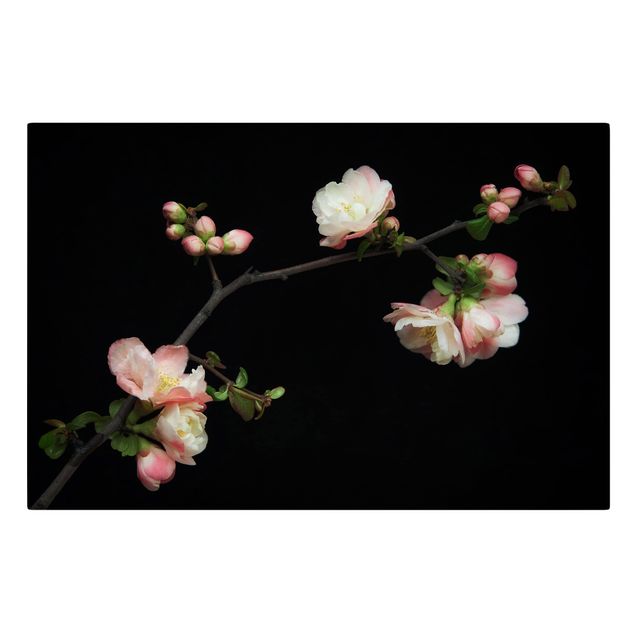 Canvas schilderijen Blossoming Branch Apple Tree