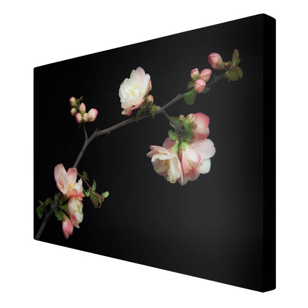Canvas schilderijen Blossoming Branch Apple Tree
