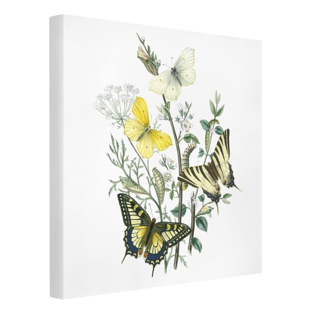 Canvas schilderijen British Butterflies III
