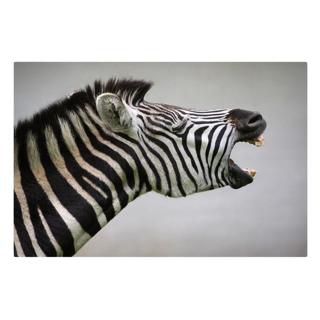 Canvas schilderijen Roaring Zebra