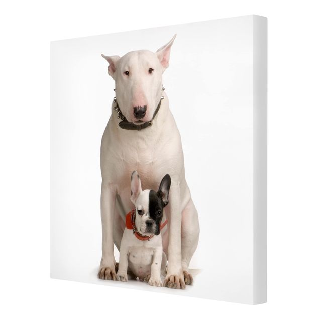 Canvas schilderijen Bull Terrier and Friend