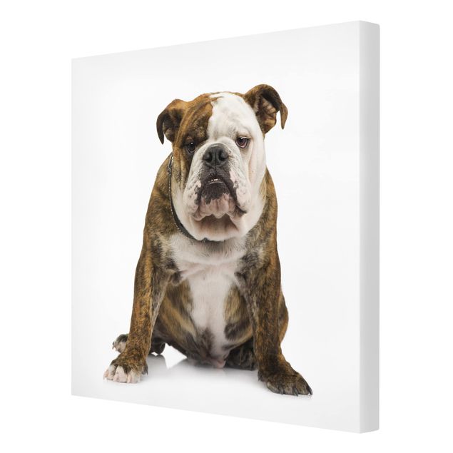 Canvas schilderijen Bulldog