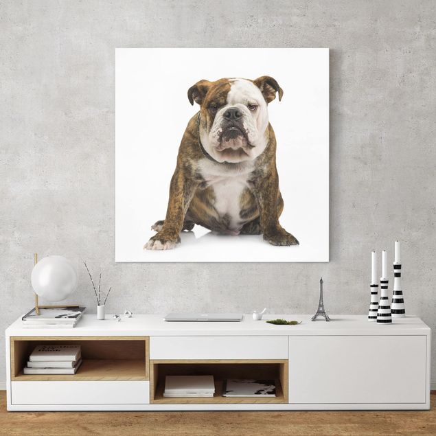 Canvas schilderijen Bulldog
