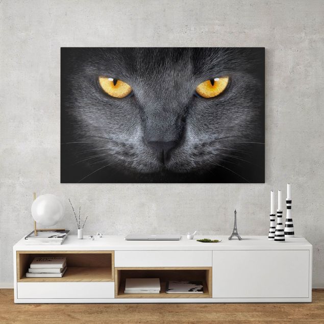 Canvas schilderijen Cat's Gaze