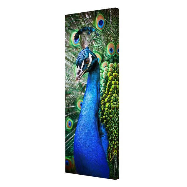 Canvas schilderijen Noble Peacock