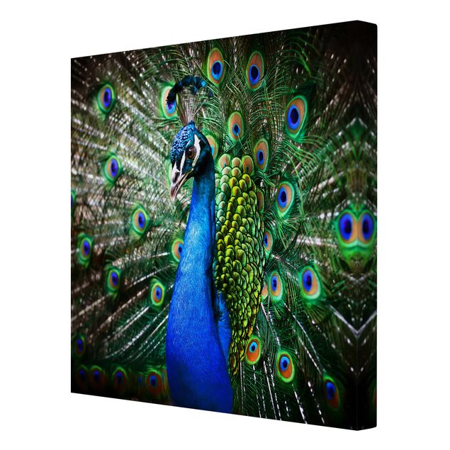Canvas schilderijen Noble Peacock