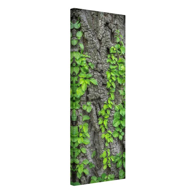Canvas schilderijen Ivy Tendrils Tree Bark