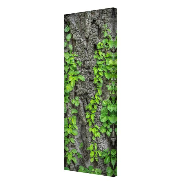 Canvas schilderijen Ivy Tendrils Tree Bark