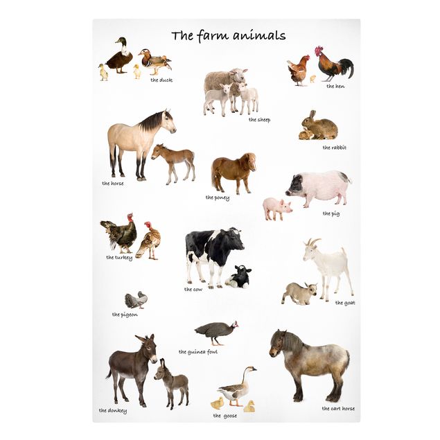 Canvas schilderijen Farm Animals