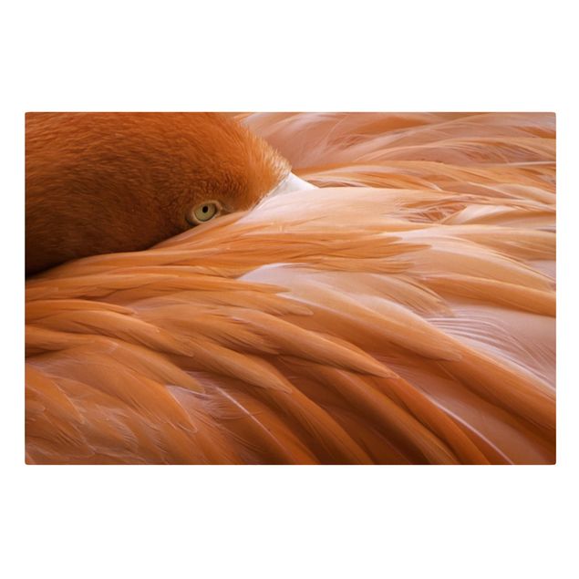 Canvas schilderijen Flamingo Feathers