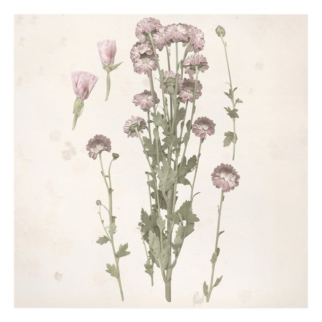 Canvas schilderijen Herbarium In Pink I