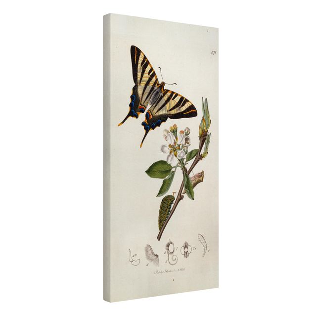 Canvas schilderijen John Curtis - A Scarce Swallow-Tail Butterfly
