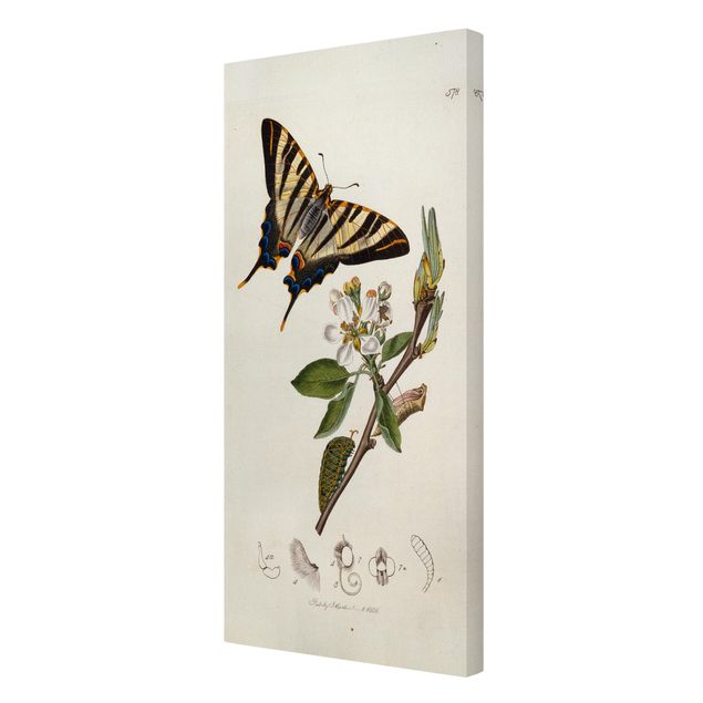 Canvas schilderijen John Curtis - A Scarce Swallow-Tail Butterfly