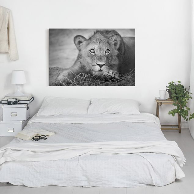 Canvas schilderijen Lurking Lionbaby