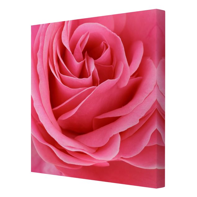 Canvas schilderijen Lustful Pink Rose