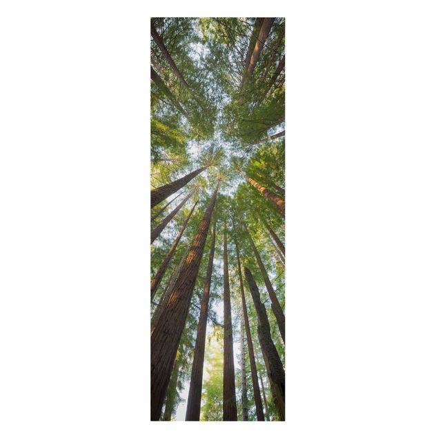 Canvas schilderijen Sequoia Tree Tops