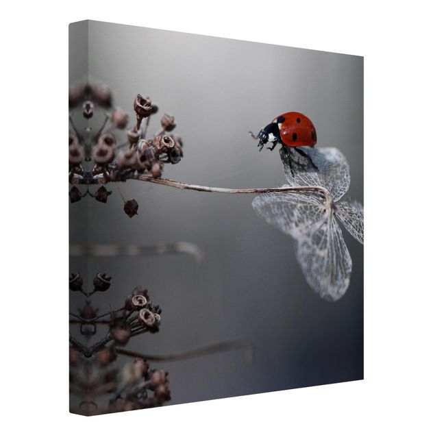 Canvas schilderijen Ladybird On Hydrangea