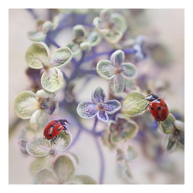 Canvas schilderijen Ladybird In The Garden