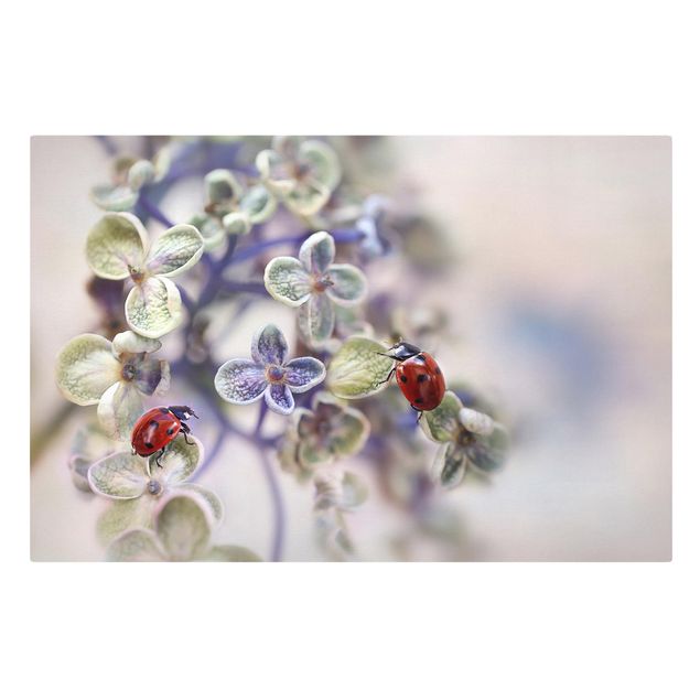 Canvas schilderijen Ladybird In The Garden