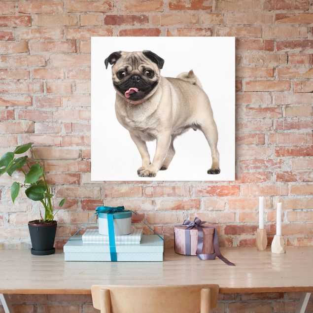 Canvas schilderijen Happy Pug